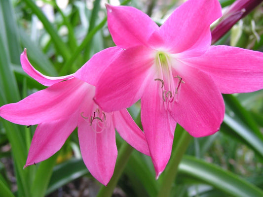 Crinum Lily Bradley Small-Size Bulb New - Flower Seeds