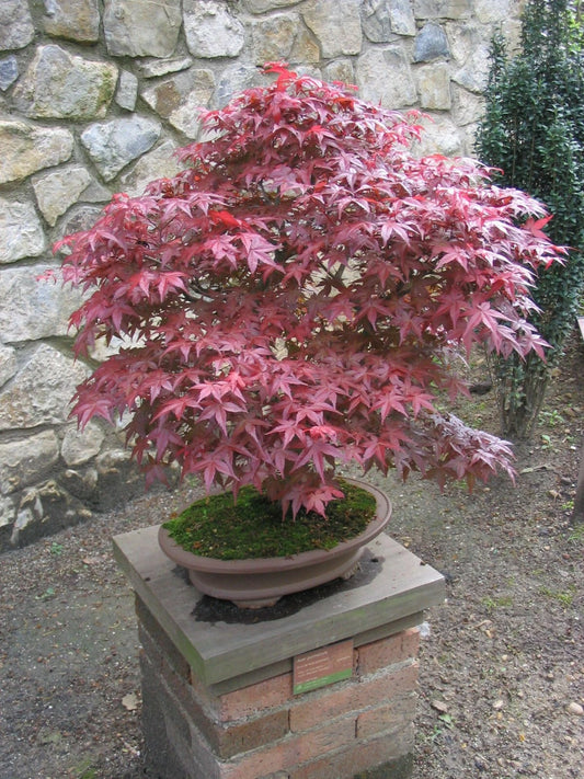 Red Japanese Maple Acer Palmatum Atropurpureum Ornamental Tree Seeds