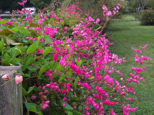 Coral Vine Antigonon Leptopus – Everblooming Climbing Flower Seeds