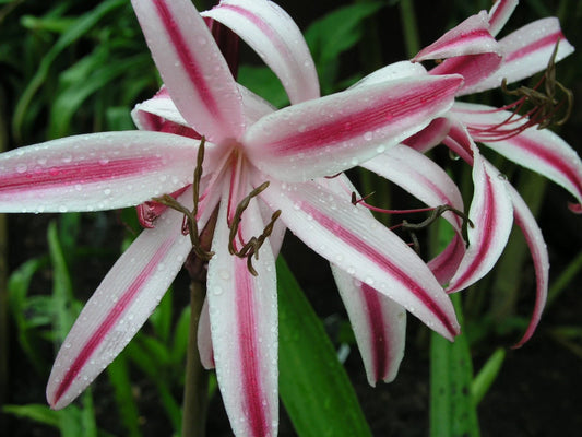 Crinum Lily Baconi – Garden Flower Seeds for Planting