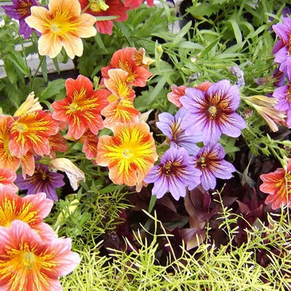 Salpiglossis Sinuata Painted Tongue Garden Flower Seeds