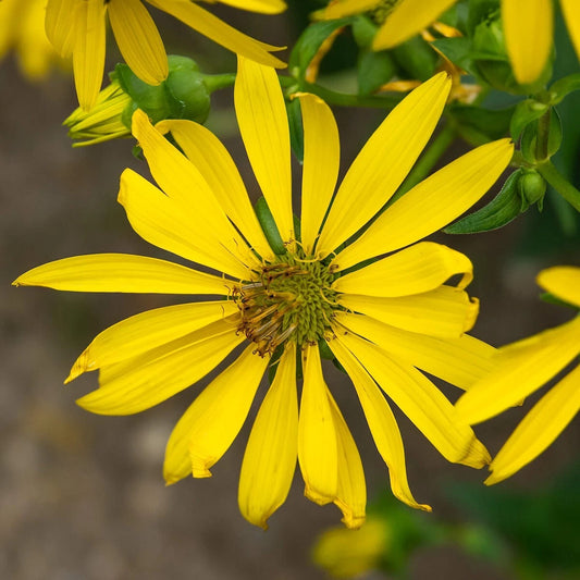 Rosin Weed – Hardy Wildflower Garden Seeds