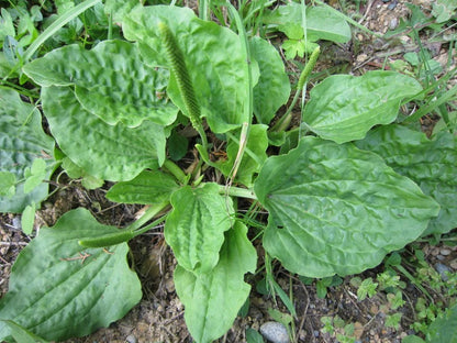 Greater Broadleaf Plantain Plantago Major – Perennial Herb Seeds