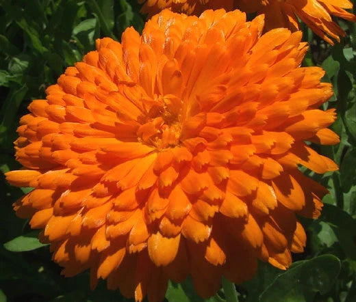 Calendula Orange King Calendula Officinalis – Colorful Garden Flower Seeds