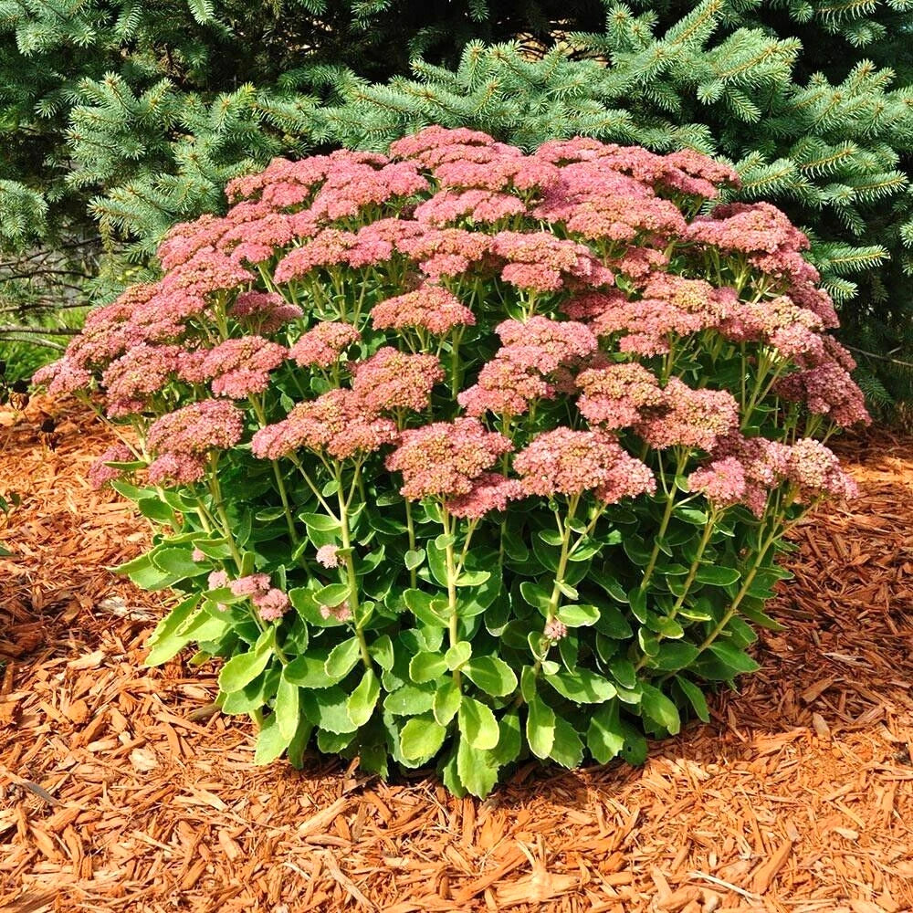 Autumn Joy Sedum Sedum Spectabile Variegated Perennial Flower Seeds