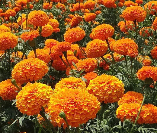 Marigold Crackerjack Mix Tagetes Erecta – Garden Flower Seeds