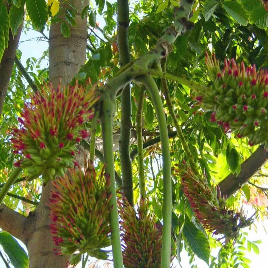 Acrocarpus Fraxinifolius Tree Pink Cedar Erosion Control Fodder – Hardy Fruit Tree Seeds