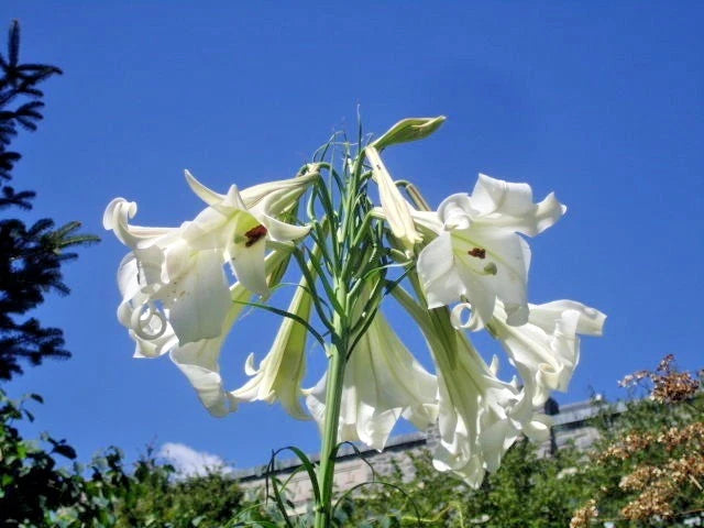 White Formosa Lily Lilium Formosanum – Tall Perennial Flower Seeds