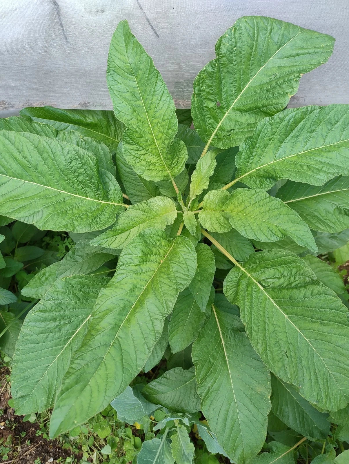 Jamaican Callaloo Large Leaf Vegetable Garden Seeds