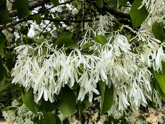 Chinese Fringe Tree Chionanthus Retusus – Cold Hardy Ornamental Tree Seeds
