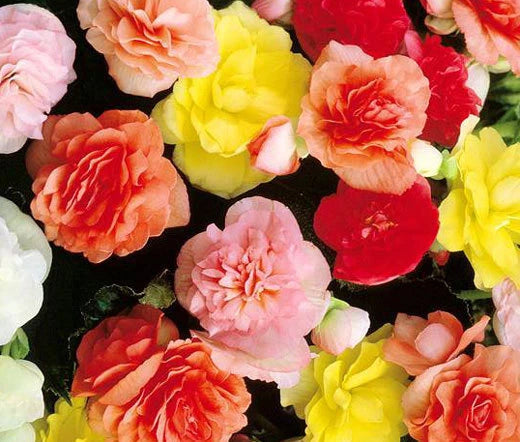 Begonia Begonia Tuberosa – Tuberous Double Mixed Color Flower Seeds
