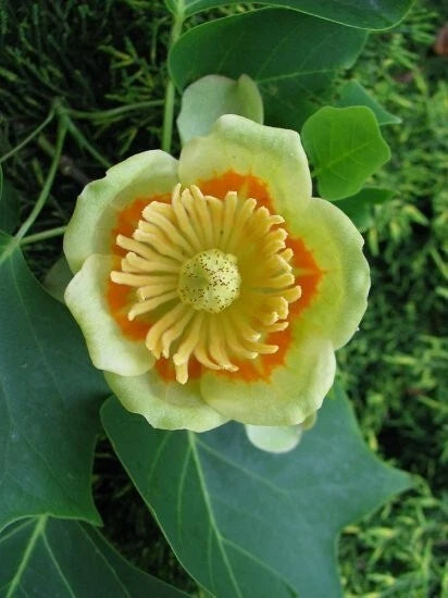 Liriodendron Tulipifera Tulip Flower Yellow Poplar Tree Cold Hardy – Hardy Fruit Tree Seeds Product Image – High Quality Seeds for Gardeners