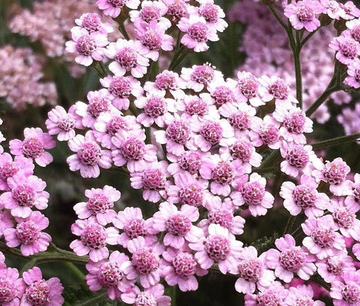 Yarrow Rose Serise Queen Achillea Millefolium – Hardy Garden Flower Seeds