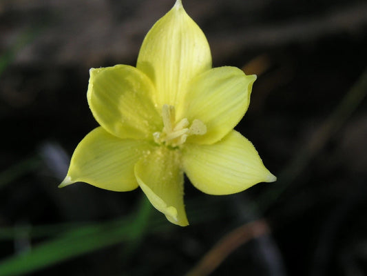 Rain Lily Zephyranthes Jonesii Cooperia Jonesii New - Flower Seeds