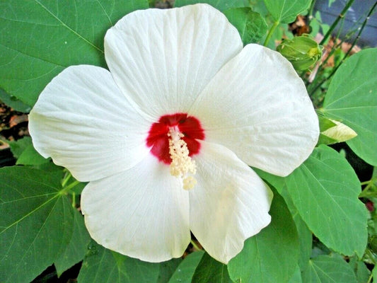Luna White Hibiscus Hibiscus Moscheutos Hardy Perennial Flower Seeds