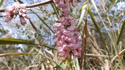 Gliricidia Sepium – Flowering Nitrogen Fixing Multipurpose Tree Seeds