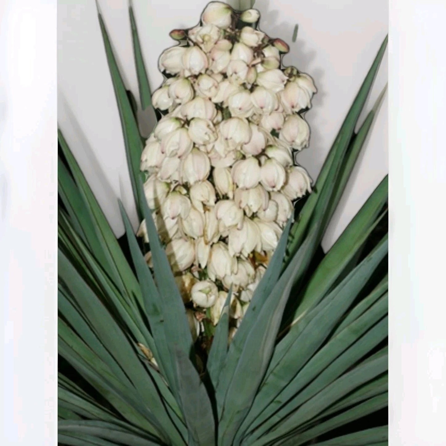 Yucca Glauca Perennial Succulent Shrub Garden Flower Seeds