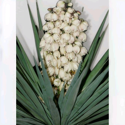 Yucca Glauca Perennial Succulent Shrub Garden Flower Seeds
