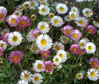 Erigeron Erigeron Karvinskianus – Profusion Garden Flower Seeds