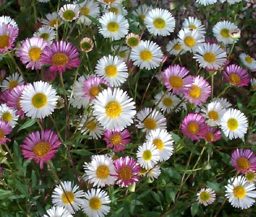 Erigeron Erigeron Karvinskianus – Profusion Garden Flower Seeds