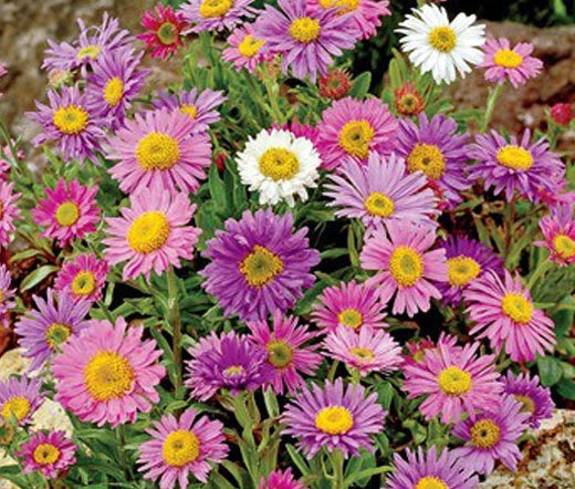 Aster Alpine Mixed Colors Aster Alpinus – Colorful Garden Flower Seeds
