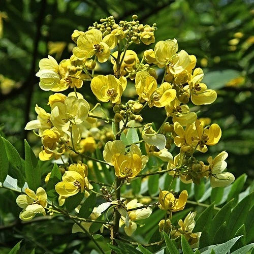 Senna Siamea Cassia Kassod Thailand Shower Tree – Flower Seeds – Product Image
