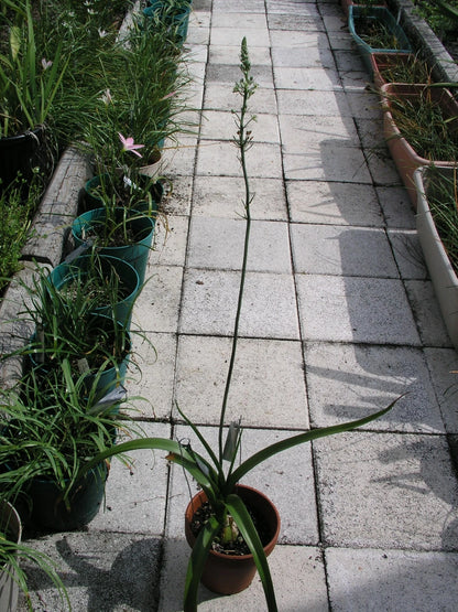 Ornithogalum Caudatum Sea Onion Pregnant Onion - Vegetable Seeds