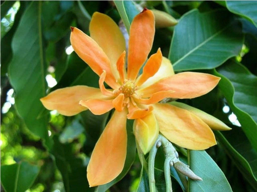 Michelia Champaca Magnolia Tree Shrub Fragrant Perfume Joy – Hardy Fruit Tree Seeds
