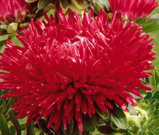 Aster Gremlin Red Double Callistephus Chinensis – Colorful Garden Flower Seeds