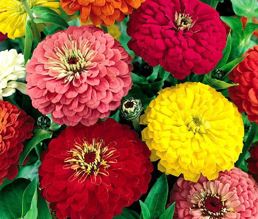Zinnia Dahlia Mixed Colors Zinnia Elegans – Colorful Garden Flower Seeds