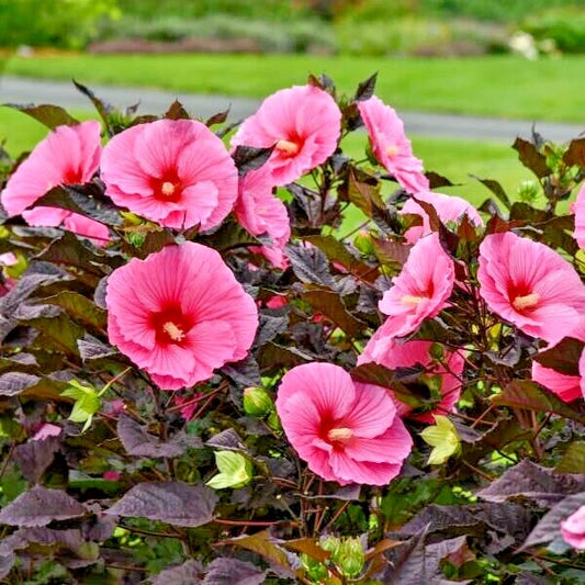 Edge of Night Hibiscus – Hardy Perennial Flower Seeds