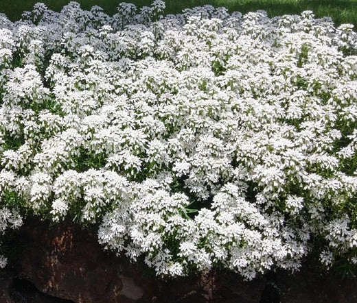 Candy Tuft White Iberis Sempervirens – Evergreen Perennial Flower Seeds