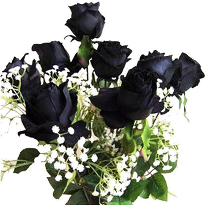 Black Rose Perennial Garden Flower Seeds for Home Garden