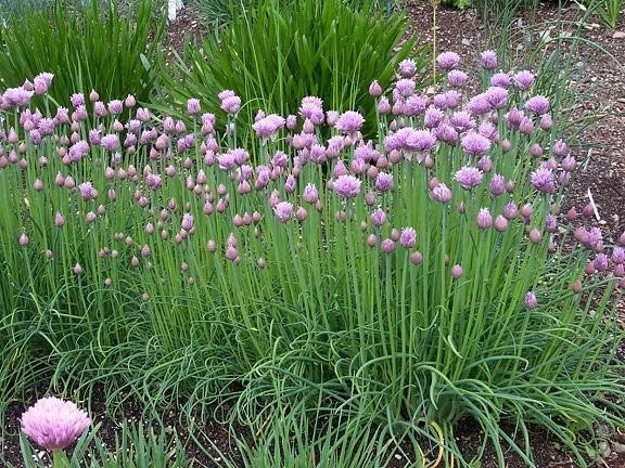 Garlic Chive Herb – Garden Herb Seeds