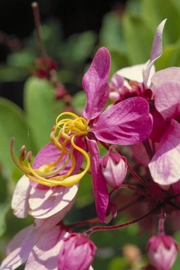 Pink Shower Cassia Javanica – Fragrant Flowering Tropical Tree Seeds