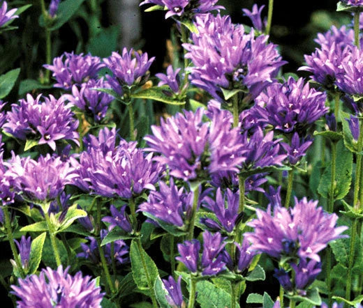 Bellflower Clustered Campanula Glomerata Acaulis – Perennial Garden Flower Seeds
