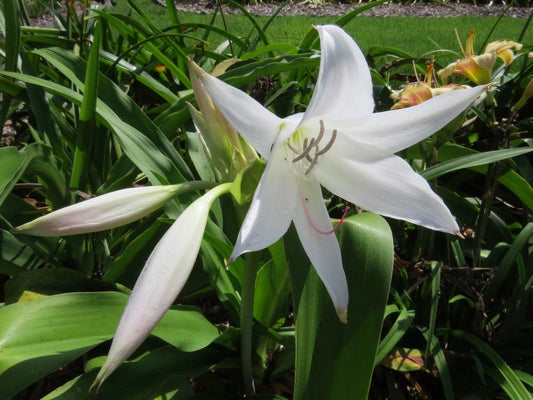 Crinum Lily Patacake – Garden Flower Seeds