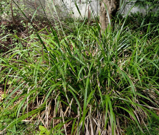 Sedge Pendulous Fresh Look Carex Pendula – Hardy Garden Flower Seeds