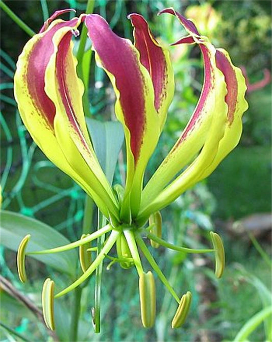 Gloriosa Carsonii Climbing Flame Lily Flower Seeds