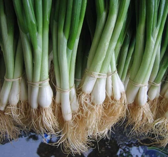 Tokyo White Bunching – Garden Vegetable Seeds for Planting