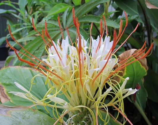 Hedychium Ellipticum Hardy Shaving Brush Ginger Flower Seeds