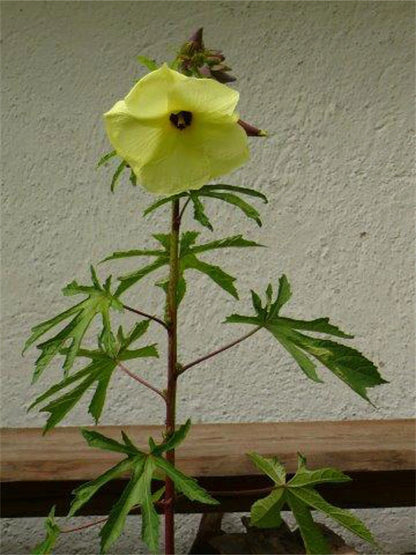 Abelmoschus Moschatus Seeds Hibiscus Plants Fragrant Musk Mallow Musk Okra – Fragrant Flower Seeds
