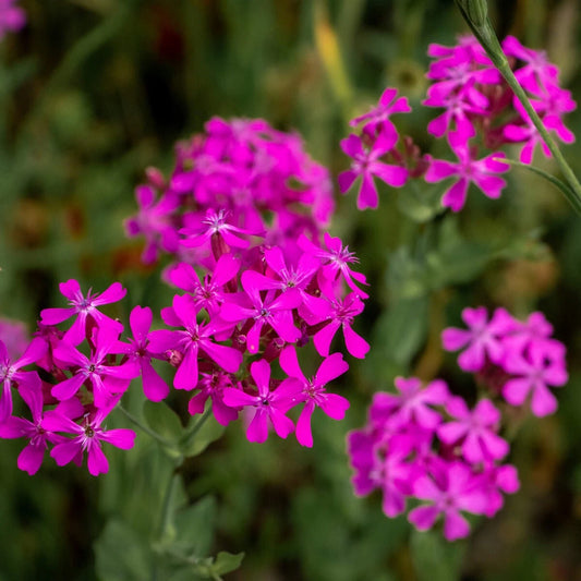 None So Pretty Catchfly Silene – Colorful Garden Flower Seeds