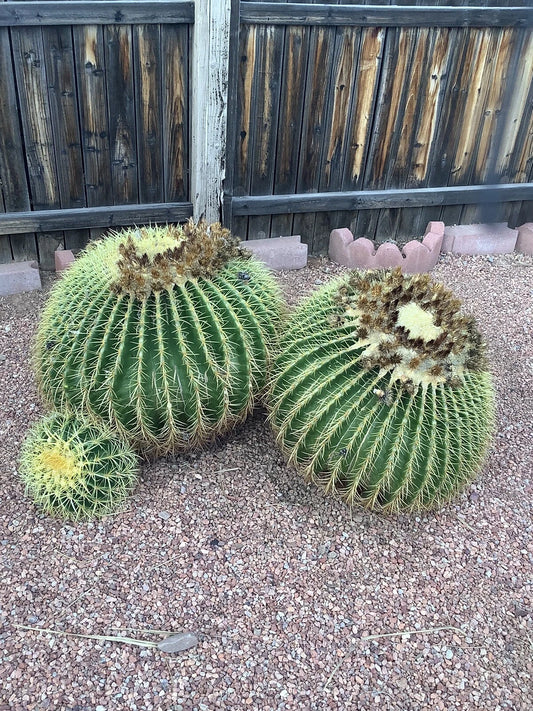 Golden Barrel Cactus Echinocactus Grusonii – Succulent Garden Seeds