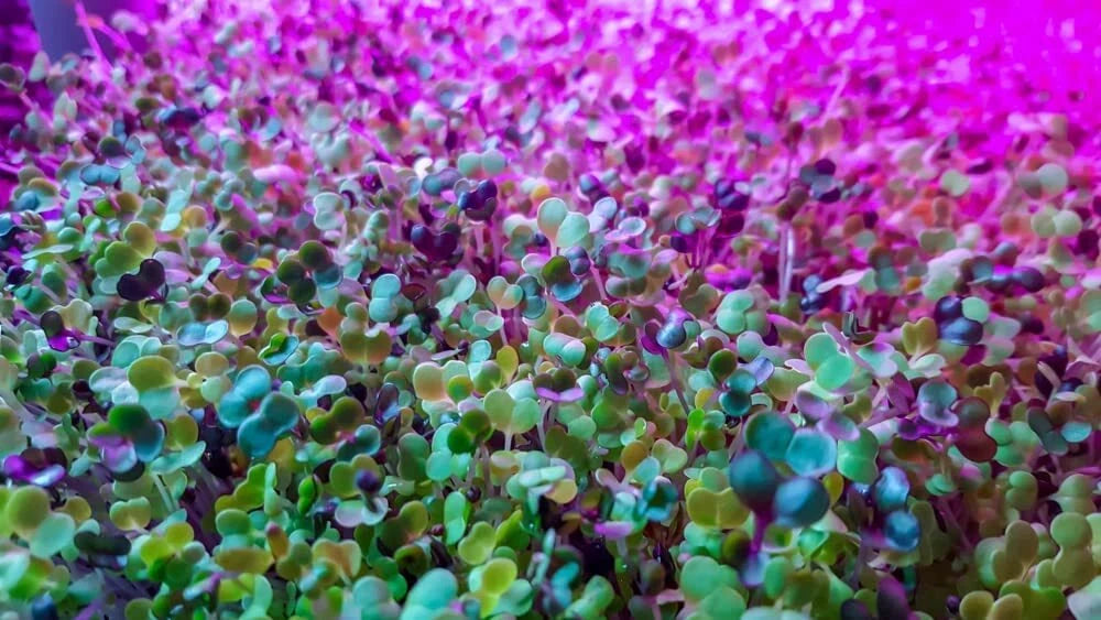 Alfalfa Microgreen Seeds for Growing Very Healthy Microgreens