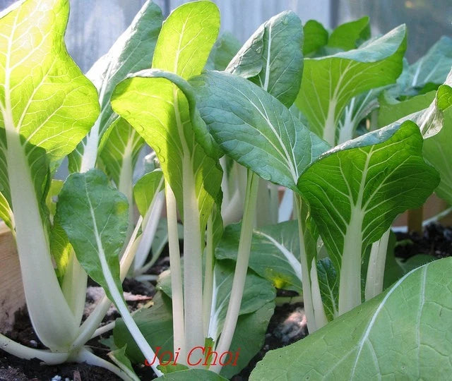 Joi Choi Stir – Garden Flower Seeds for Planting