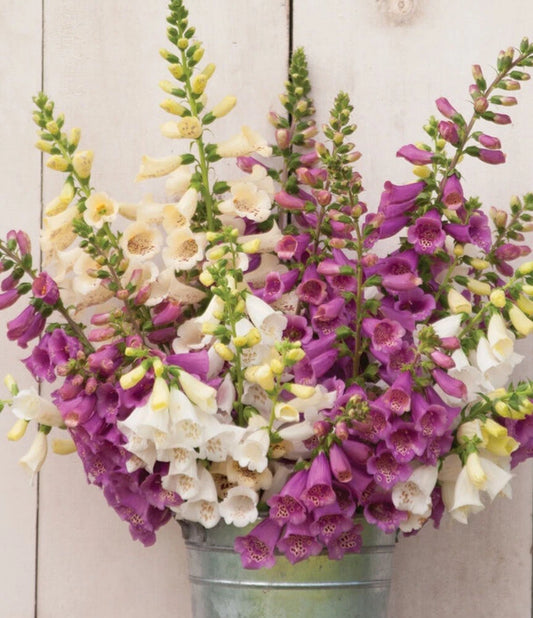Foxglove Foxy Mix Digitalis Biennial Flower Garden Seeds