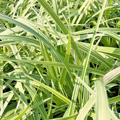 Variegated Mondo Grass Ophiopogon Japonicus – Hardy Ground Cover Seeds
