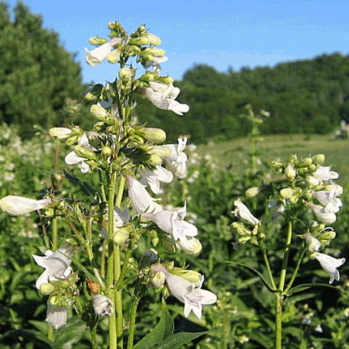 Tube Beardtongue – Hardy Wildflower Garden Seeds