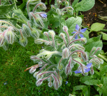 Borage Borago officinalis – Edible Herb Garden Seeds